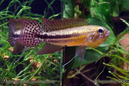 Apistogramma Paucisquamis